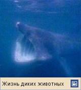 Гигантская акула