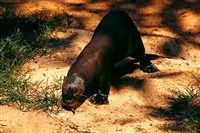 Гигантская выдра