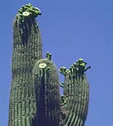 Гигантский Цереус