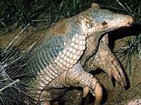 Гигантский броненосец (Priodontes giganteus)