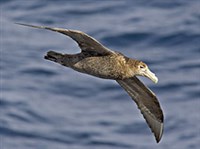 Гигантский буревестник