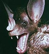 Гигантский лжевампир (голова)