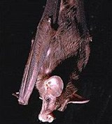 Гигантский лжевампир (Vampyrus spectrum)