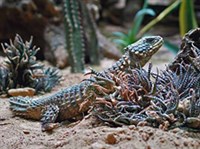 Гигантский поясохвост