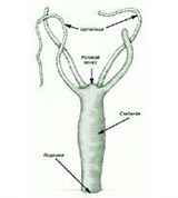 Гидроидные