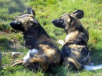 Гиеновидная собака