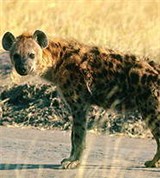 Гиены (пятнистая гиена)