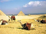 Гиза (дромедары)