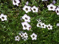 Гилия трехцветная – Gilia tricolor Benth.