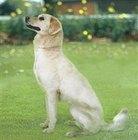 Гималайская овчарка