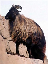 Гималайский тар