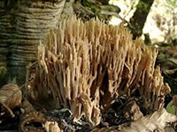 Гименомицеты (Рамария жесткая)