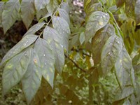 Гимнокладус двудомный, бундук двудомный, канадский – Gymnocladus dioicus (L.) K.Koch.