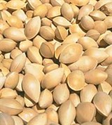 Гинкго (семена)