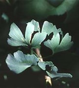 Гинкго двулопастный