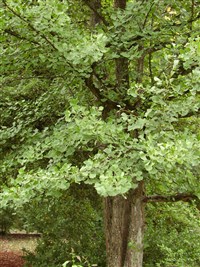 Гинкго двулопастный – Ginkgo biloba L. (1)