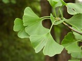 Гинкго двулопастный – Ginkgo biloba L. (2)