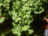 Гинкго двулопастный – Ginkgo biloba L. (3)