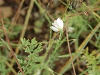 Гипекоум лежащий – Hypecoum procumbens L.