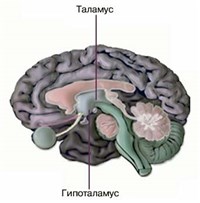 Гипоталамус
