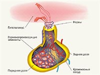 Гипофиз (схема)
