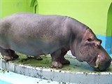 Гиппопотам (Hippotamus amphibius)