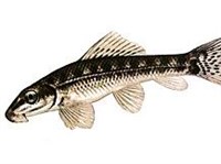 Гиринохейл (рисунок)