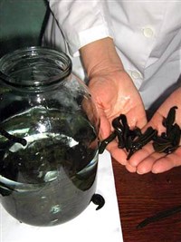 Гирудотерапия (пиявки)