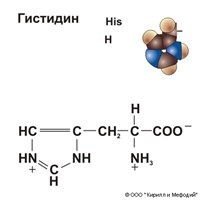 Гистидин