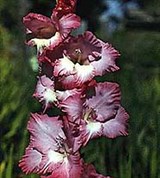 Гладиолус (1)