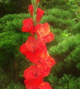 Гладиолус (2)