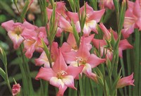 Гладиолус черепитчатый – Gladiolus imbricatus L.