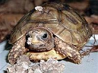 Гладкая киникса (Kinixys belliana)