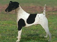 Гладкошерстный фокстерьер