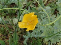 Глауциум желтый – Glaucium flavum Crantz.