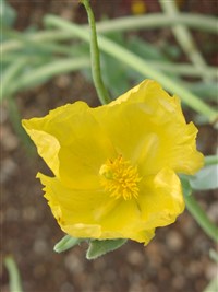 Глауциум остролопастный, гладкоплодный – Glaucium oxylobum Boiss. & Buhse.