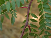 Гледичия трехколючковая – Gleditschia triacanthos L. (1)