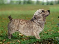 Глен-ОВ-Имаал-терьер