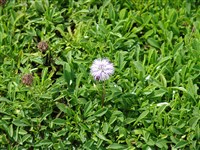 Глобулярия волосистоцветковая – Globularia trichosantha Fisch. & C.A.Mey. (1)