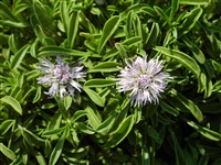 Глобулярия ползучая, карликовая – Globularia repens Lam.