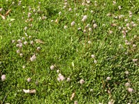 Глобулярия сердцелистная – Globularia cordifolia L. (1)