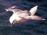Глупыш (Fulmarus glacialis)