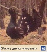 Глухарь (видео)