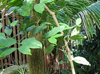 Гнетум (Гнетум)