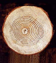 Годичные кольца