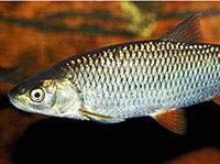 Голавль (Leciscus cephalus)