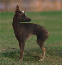 Голая собака инков