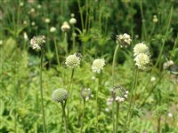 Головчатка альпийская – Cephalaria alpina (L.) Roem. & Schult.