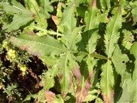Головчатка гигантская, татарская – Cephalaria gigantea (Ledeb.) Bobrov.
