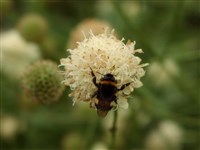 Головчатка уральская – Cephalaria uralensis (Murr.) Roem. & Schult.